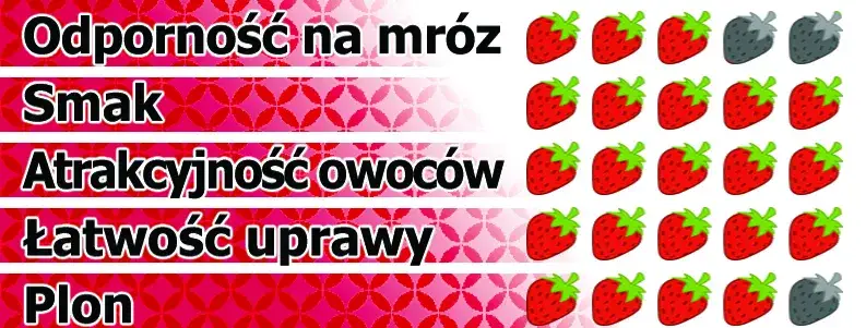 różne odmiany truskawek