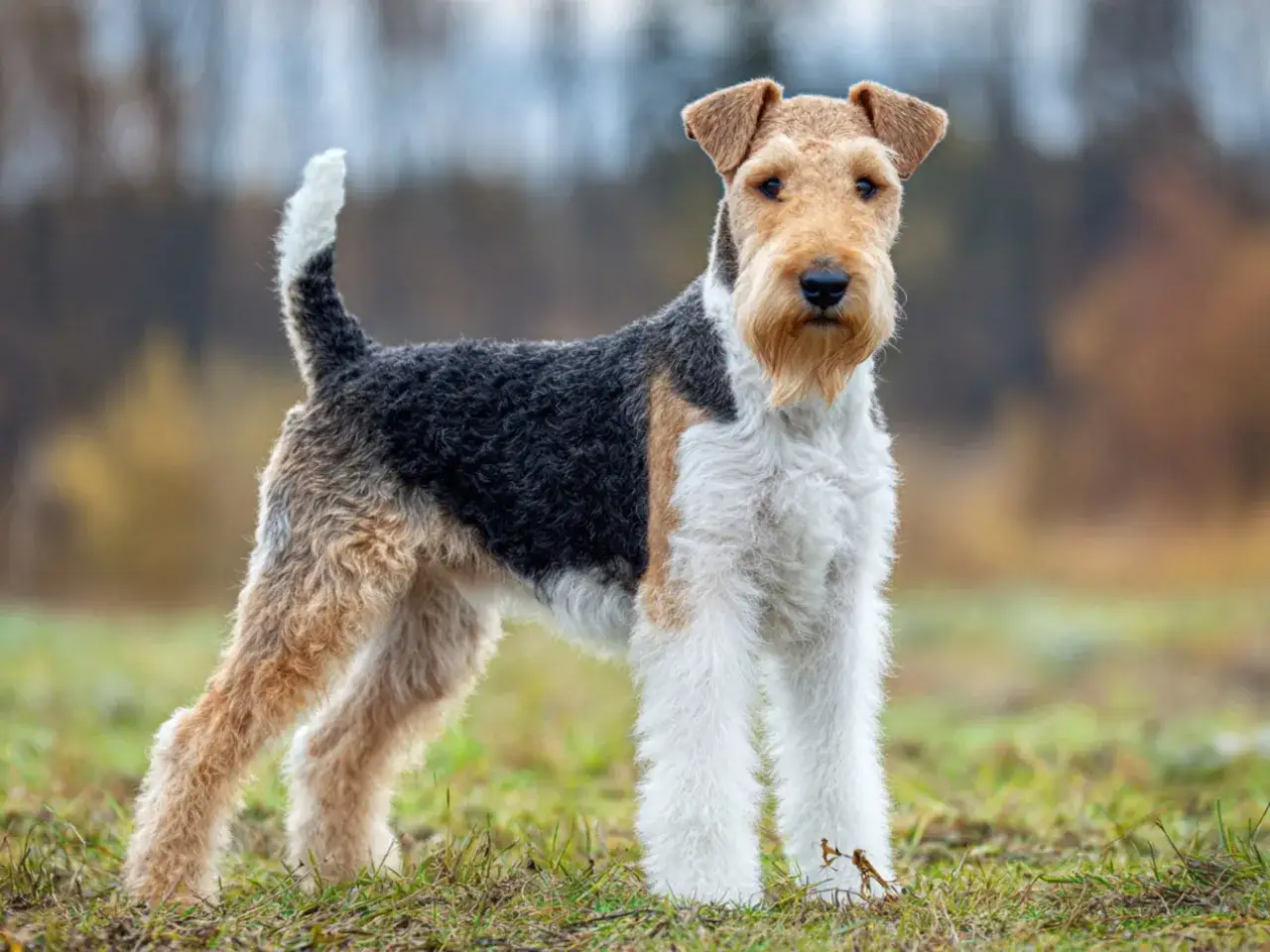 En ståtlig foxterrier står i gräset med en blick som säger