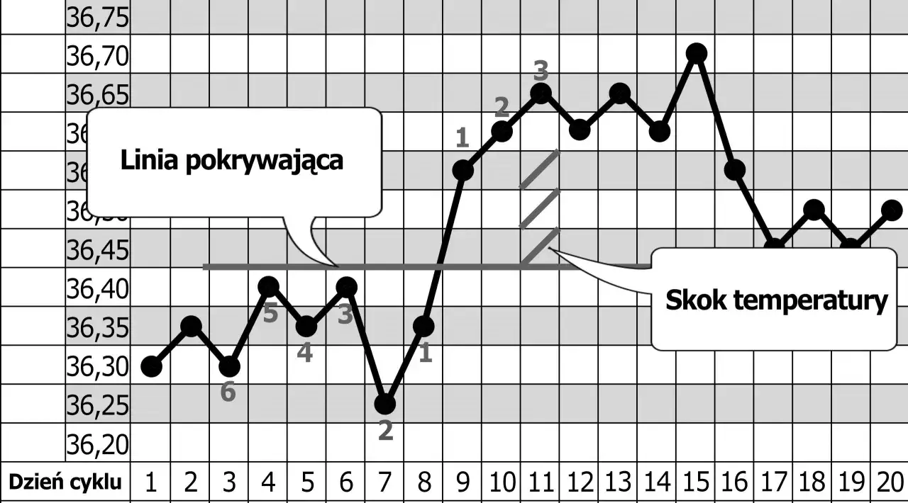 Wykres temperatury ciała, pokazujący, czy po okresie są dni płodne. Widać skok temperatury po linii pokrywającej.