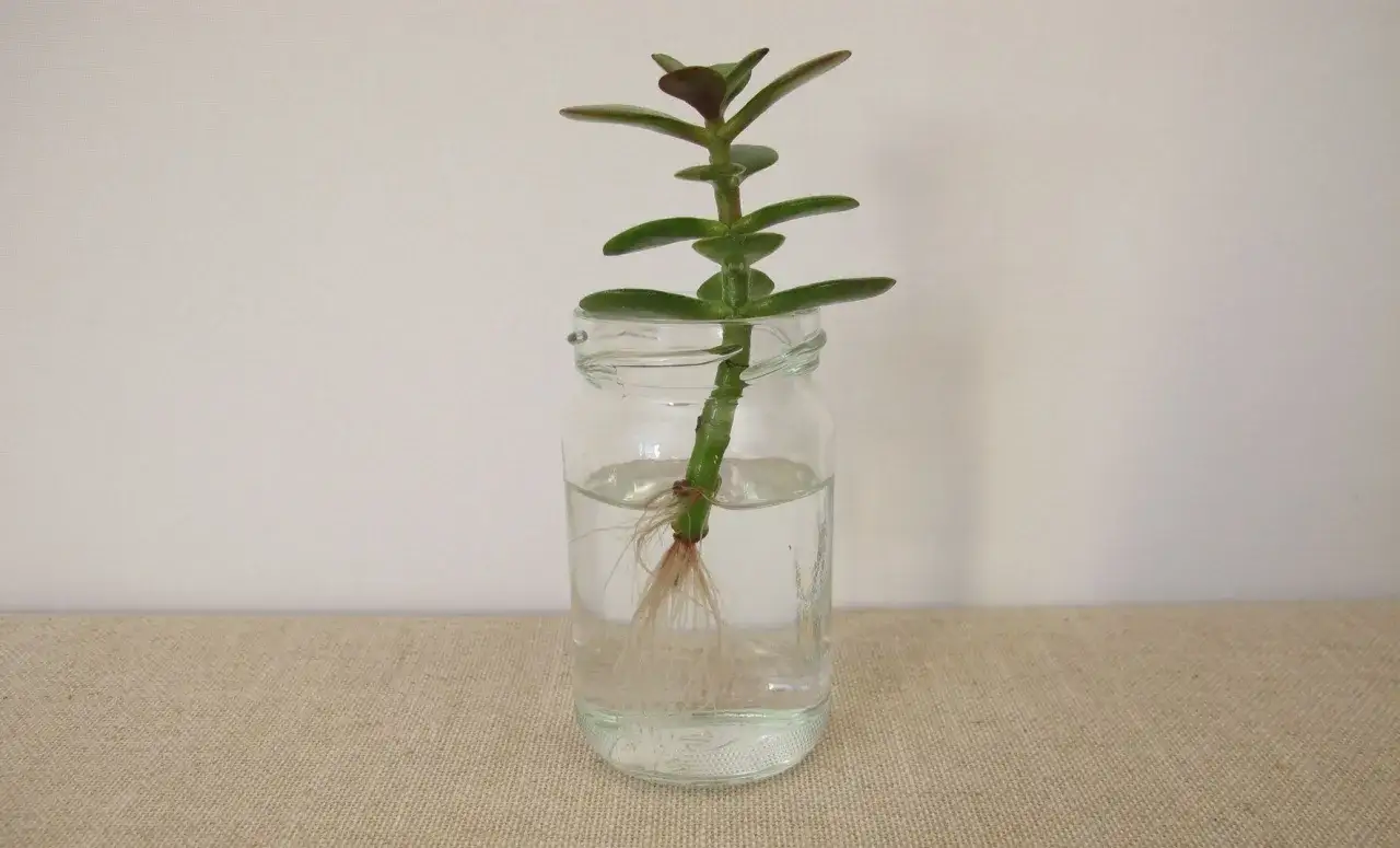 Ein Steckling vom Geldbaum mit feinen Wurzeln in einem Glas Wasser. So kann man den Geldbaum vermehren.