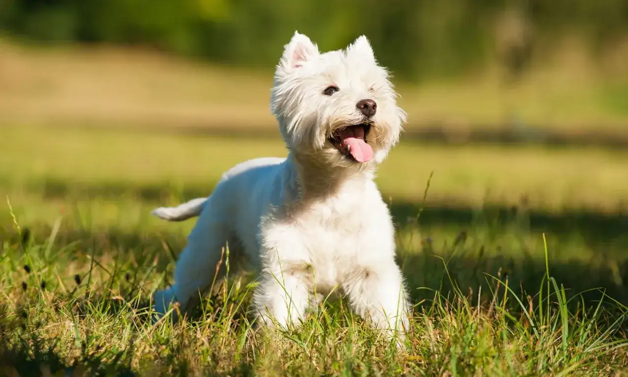 Wesoły west highland white terrier z językiem na wierzchu, cieszący się słońcem na zielonej łące.