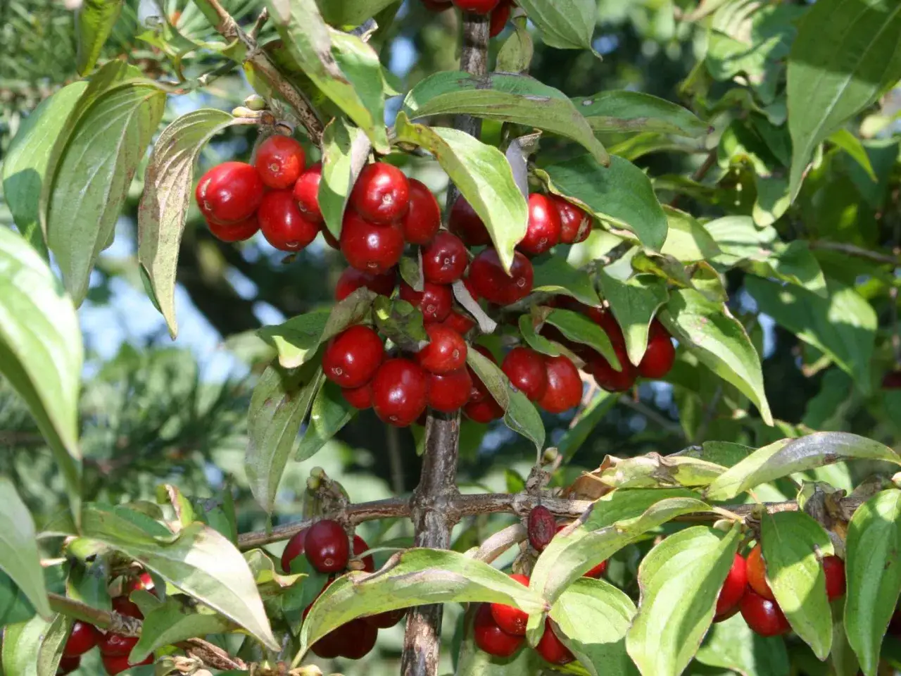 Rote Kirschen h&auml;ngen an einem Ast. Vorsicht, kornelkirsche giftig!
