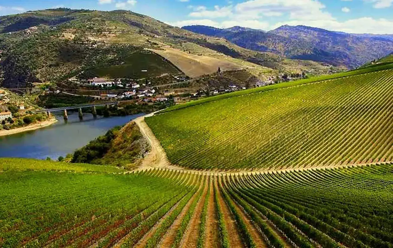 Viñedos en terrazas que descienden hacia un río, con un puente y casas al fondo. La **tinta del país** madura bajo el sol, prometiendo un gran vino.