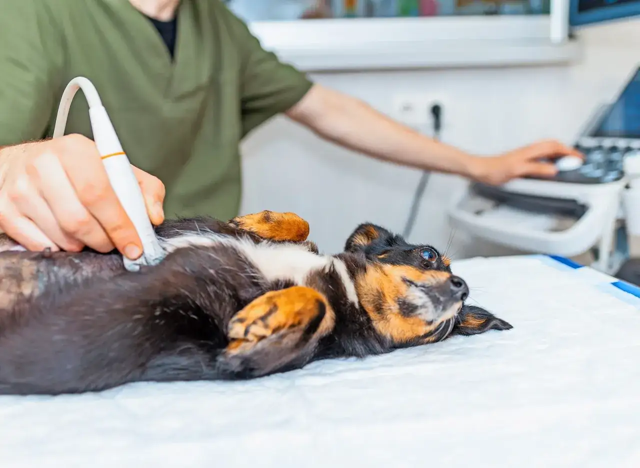 Tierarzt untersucht Hund mit Ultraschall. M&ouml;gliche Ursache f&uuml;r Inkontinenz wird abgekl&auml;rt.