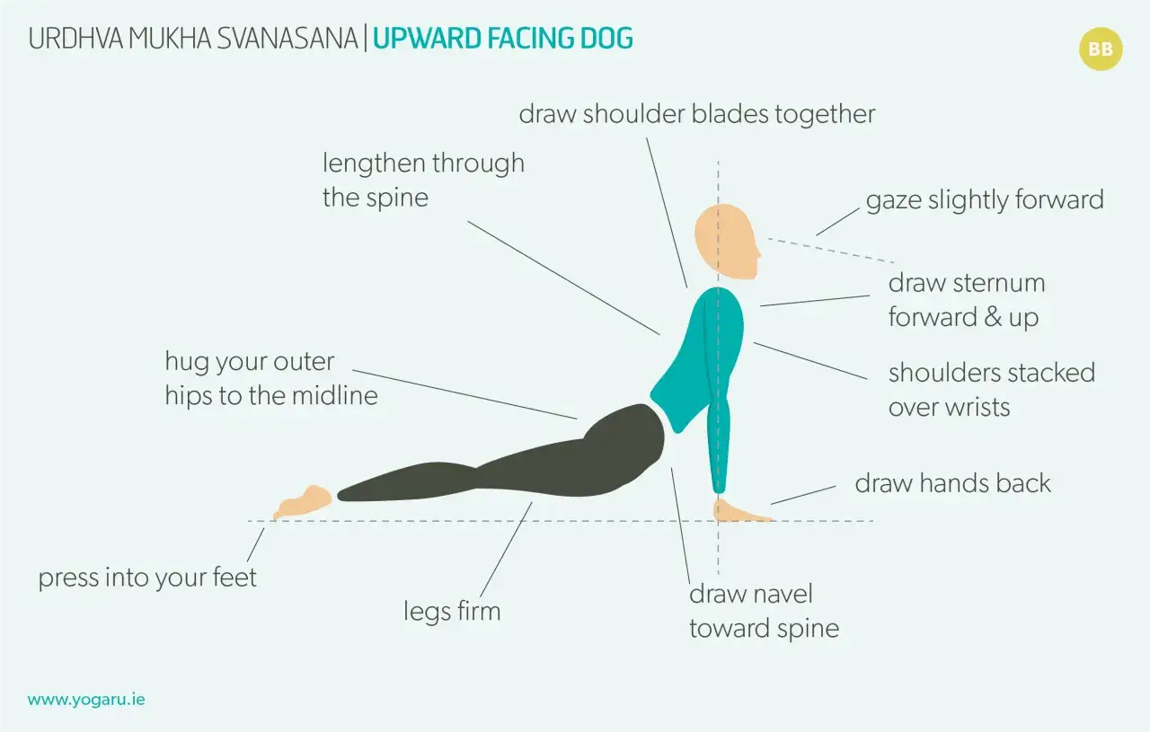 Urdhva Mukha Svanasana: allunga la colonna, petto in fuori, sguardo avanti. Gambe salde, piedi premuti.