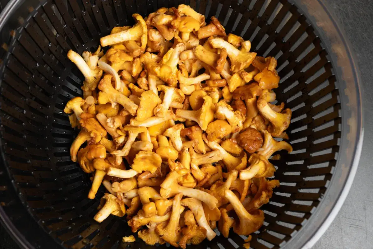 Ein Sieb voller frischer Pfifferlinge, bereit für ein köstliches Pfifferlinge Rezept.