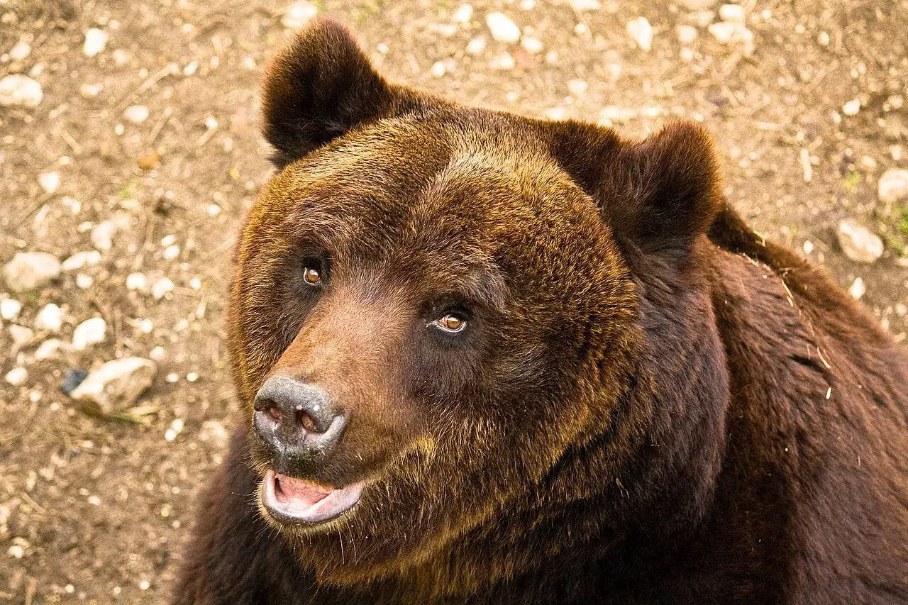 Primo piano di un orso marsicano abruzzo, con il muso marrone e gli occhi attenti.