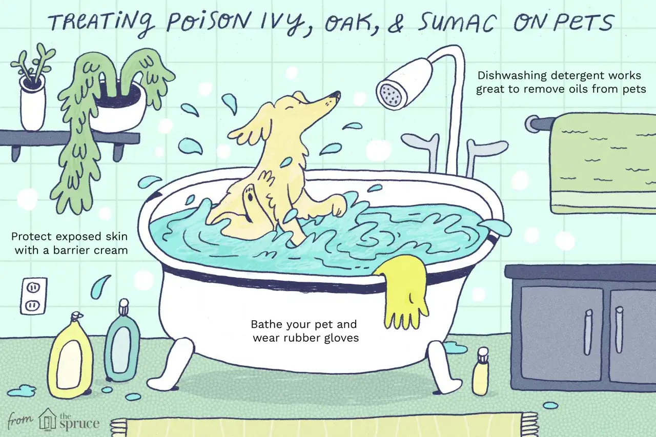 A dog bathes in a tub, illustrating how to treat poison ivy on pets. Dishwashing detergent helps remove oils.