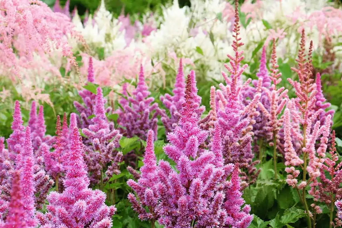 A vibrant display of pink and white astilbe blooms, showcasing their feathery texture during peak astilbe bloom time.