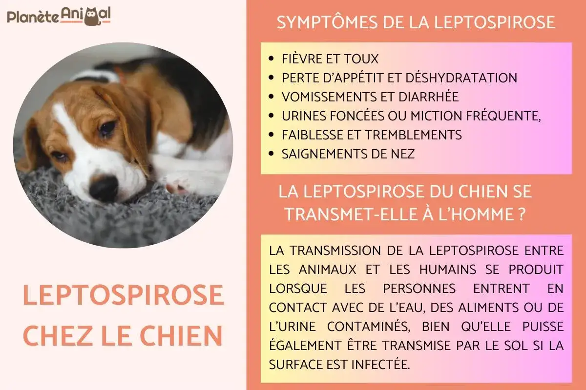 Un chien beagle malade, sujet à la leptospirose. La chance de survie dépend d'un diagnostic et traitement rapides.