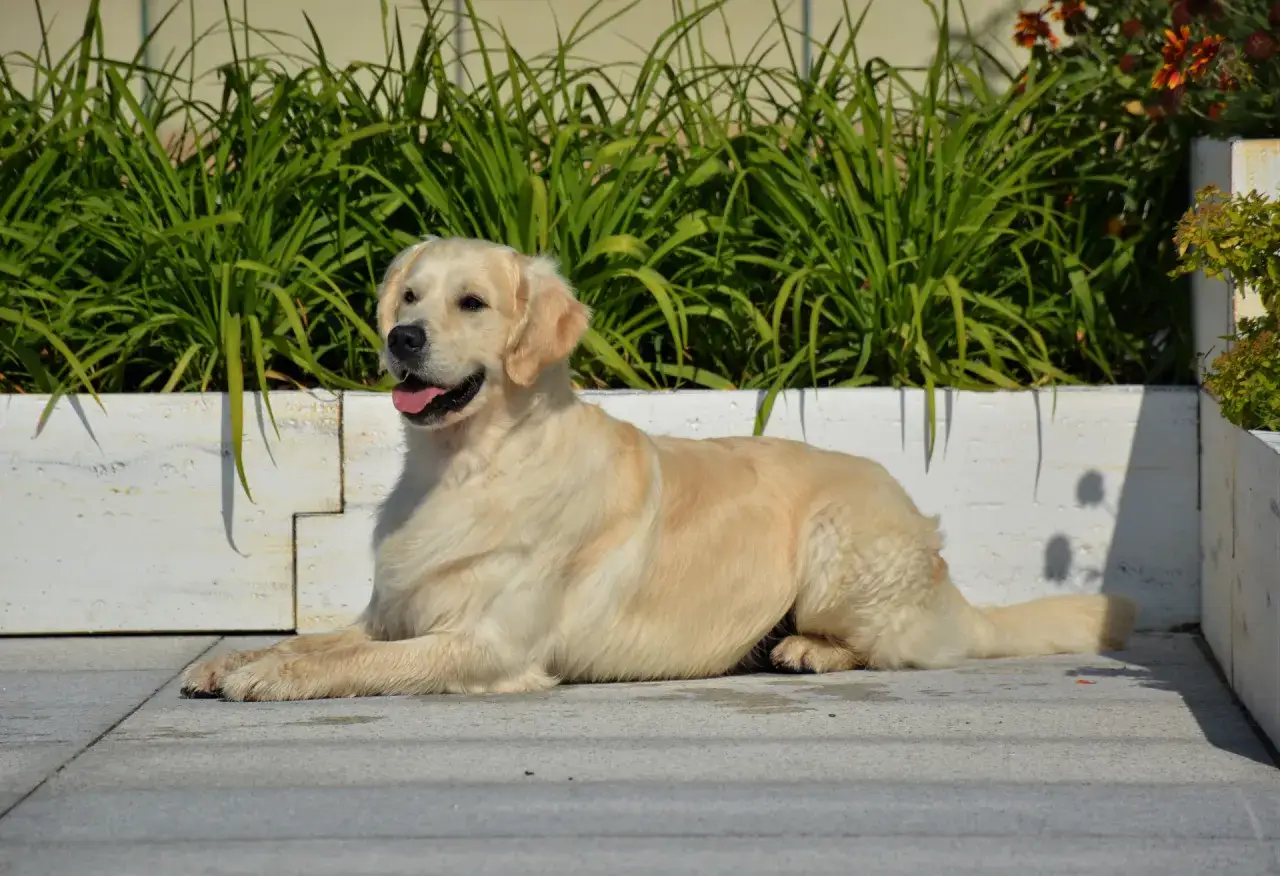 Piękny golden retriever leży na chodniku. Zastanawiasz się nad jego **golden retriever cena**?