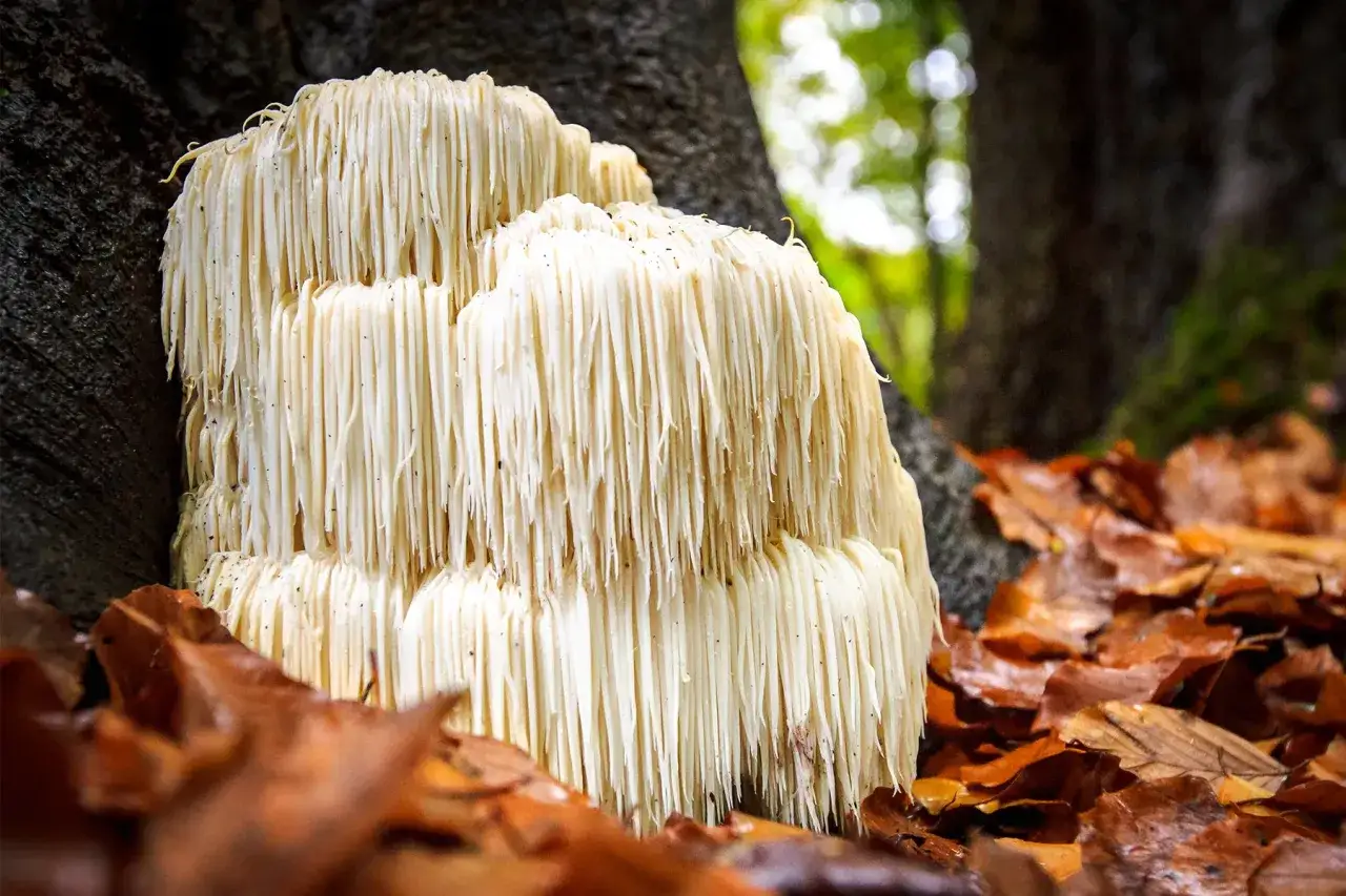 Soplówka jeżowata, znana ze swoich niezwykłych właściwości, rośnie na drzewie. Jej działanie jest cenione w medycynie naturalnej.