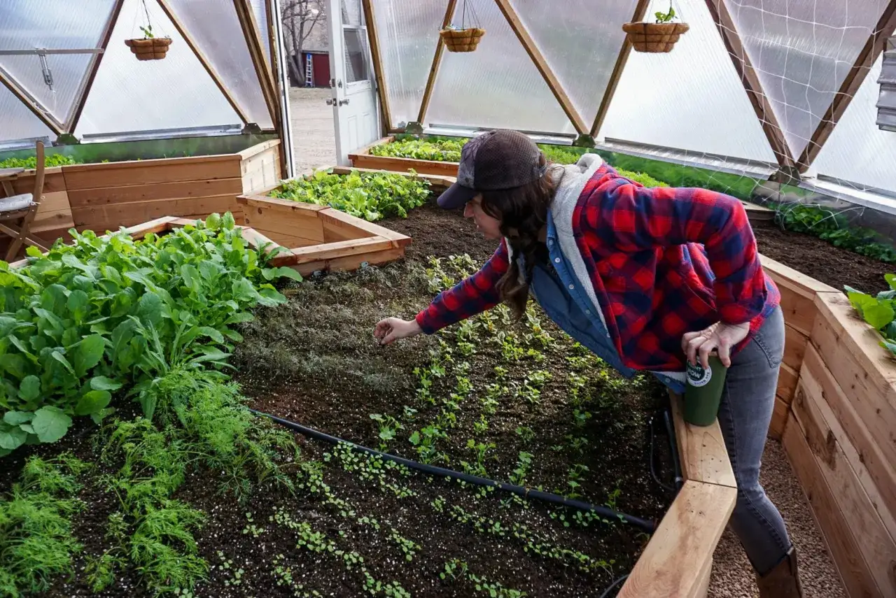 Kvinna i växthus inspekterar små plantor, en **big drippa** bevattningsslang löper längs jorden.
