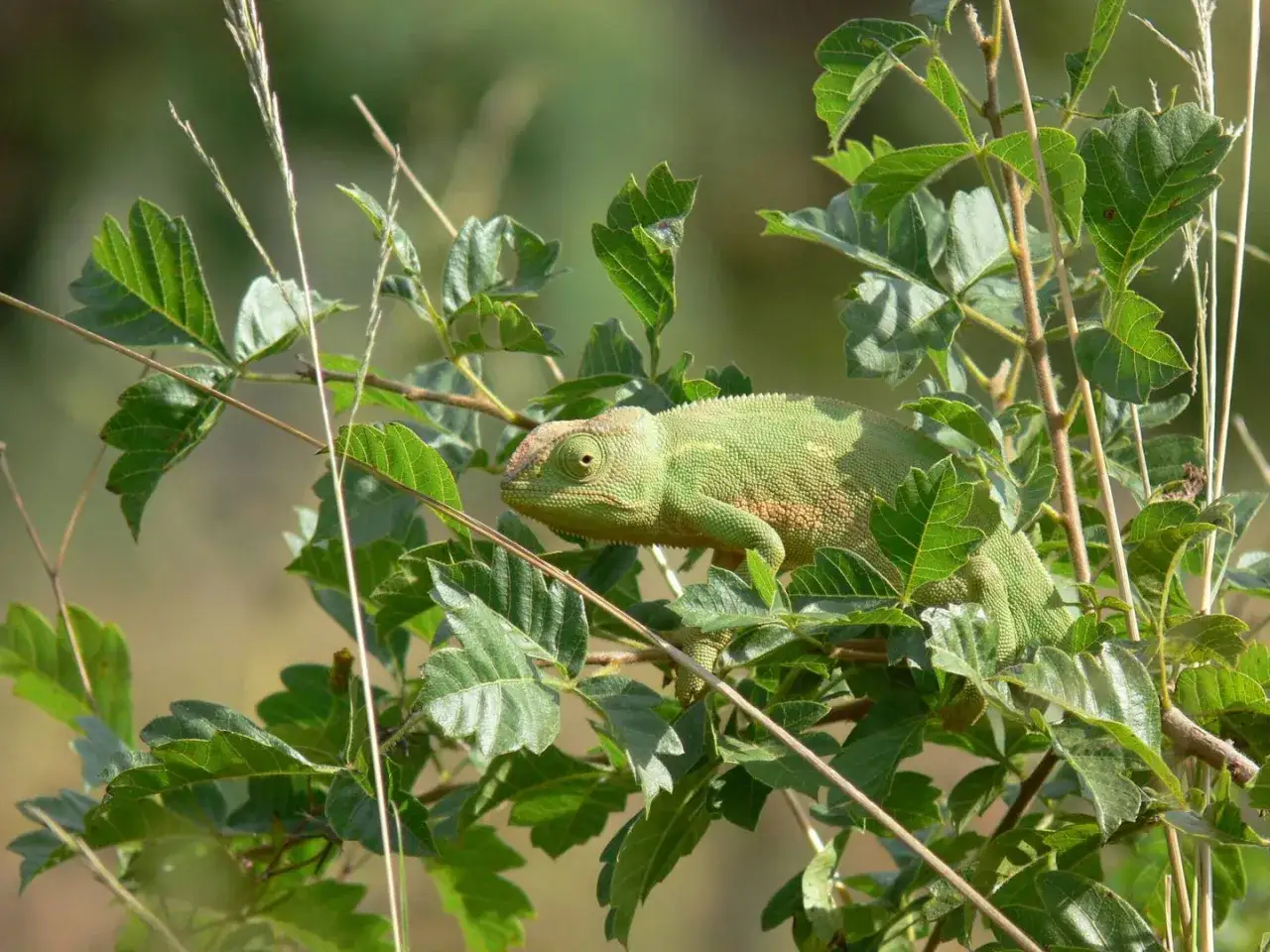 Camaleón verde entre hojas, un ejemplo perfecto de animales que se camuflan.