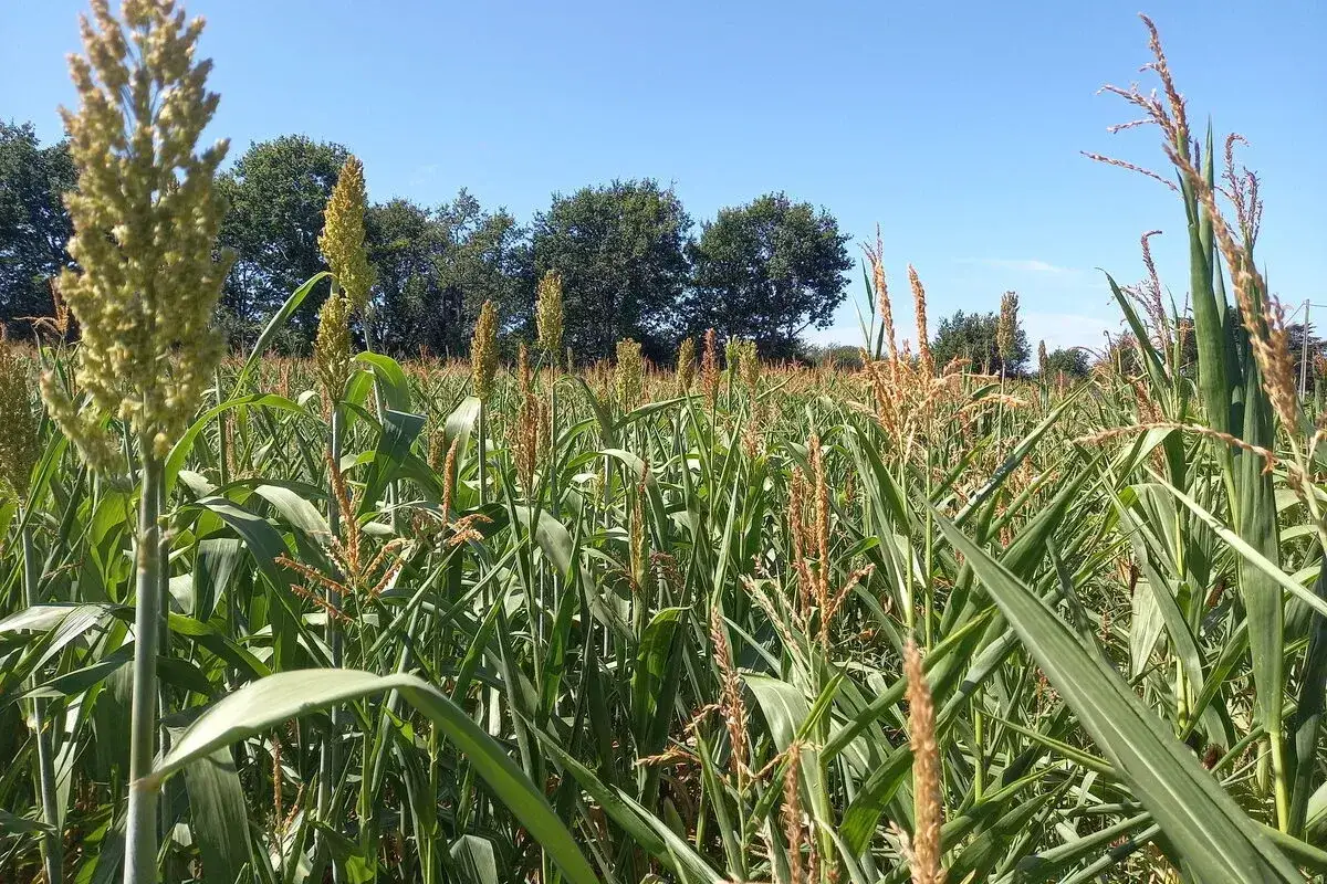 Champ de culture qui ressemble au maïs, avec des épis clairs et des feuilles vertes sous un ciel bleu.