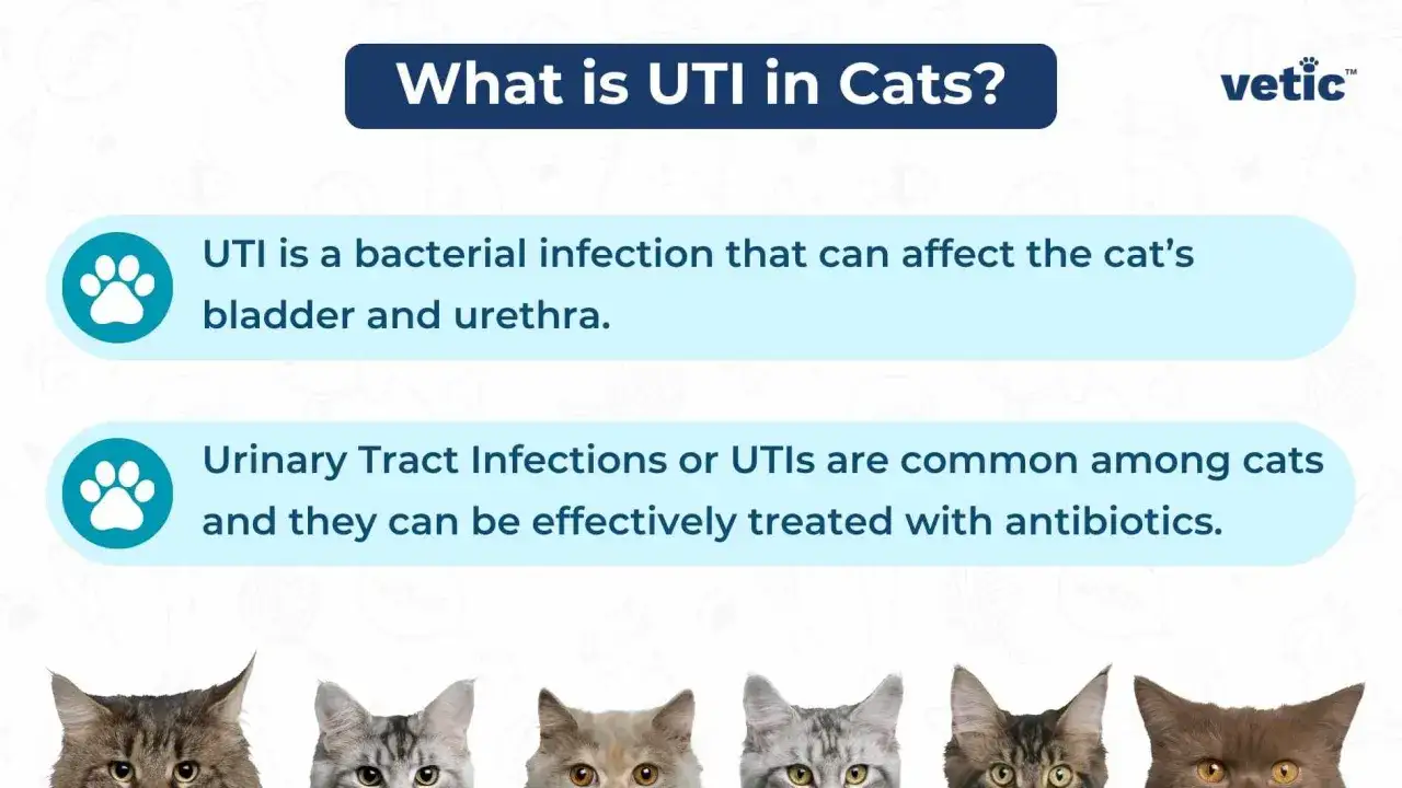 Information sur l'infection urinaire chez le chat : une infection bactérienne courante traitée par antibiotiques.