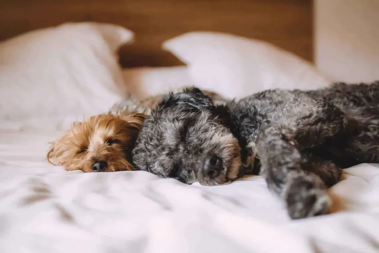 Zwei Hunde schlafen eng aneinander gekuschelt auf einem Bett. Der braune Hund scheint leise zu schnarchen, während der graue Hund tief und fest schläft.