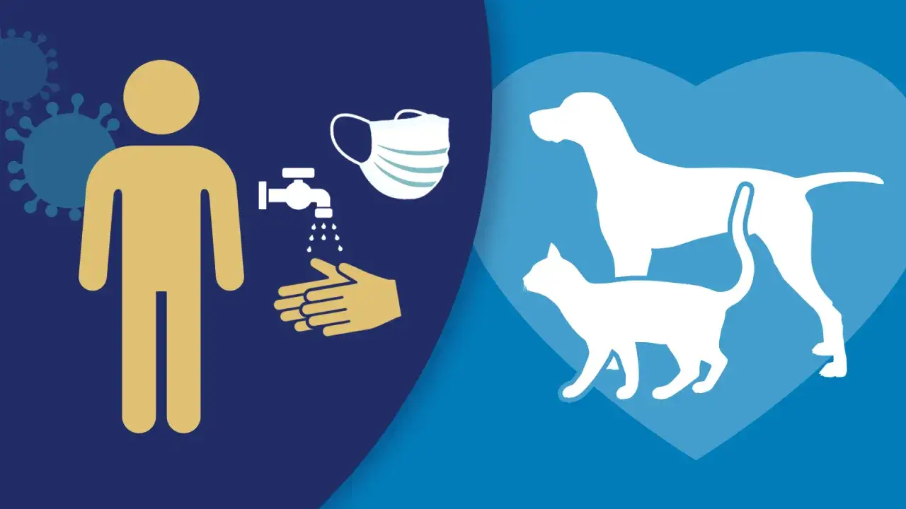 Iconos de persona, lavado de manos, mascarilla y virus. A la derecha, siluetas de perro y gato dentro de un coraz&oacute;n azul. No se indica que puedo contagiar a mi perro de covid.