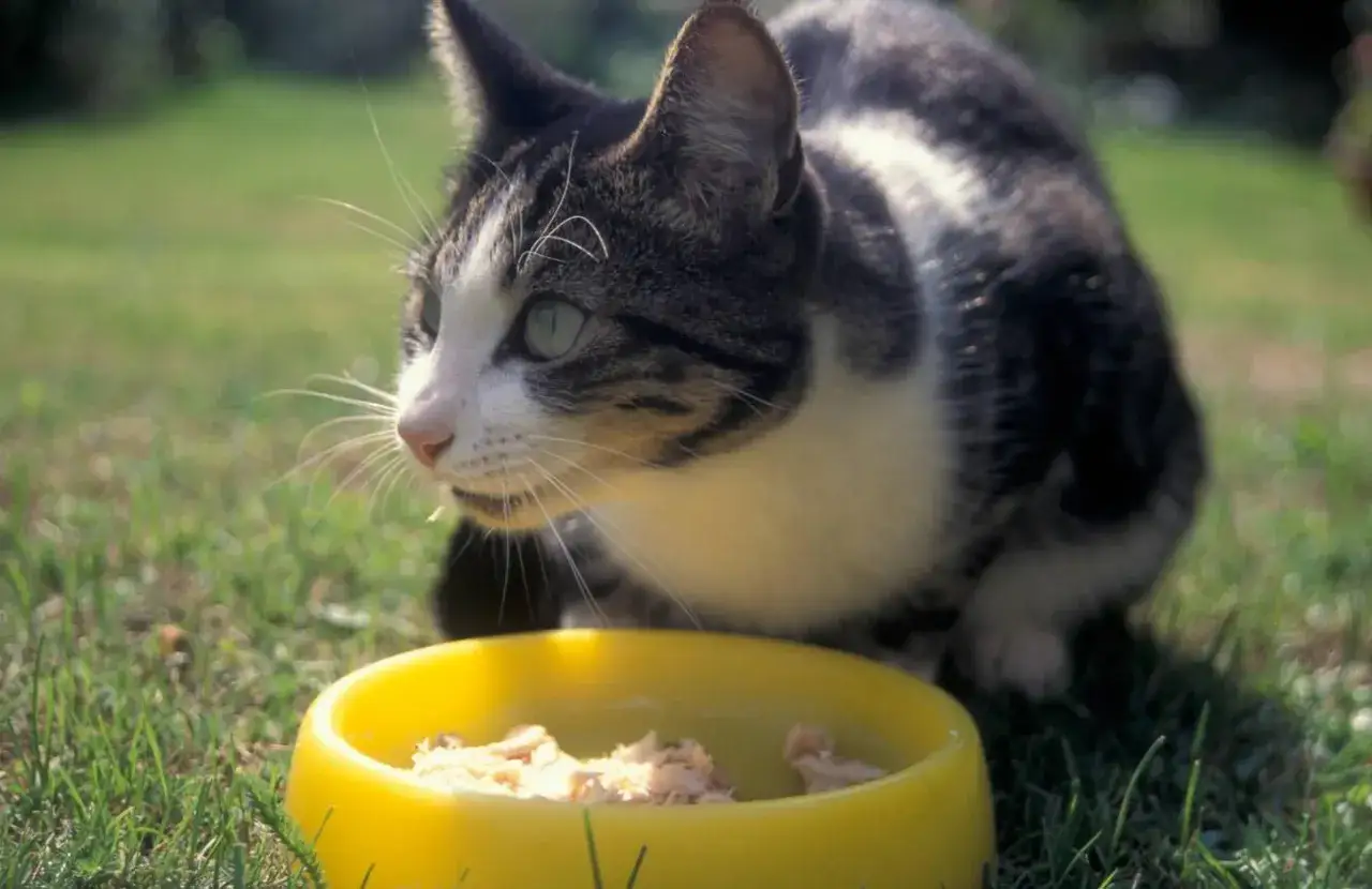 Un chat tigré mange dans une gamelle jaune. Peut-être que sa nourriture contient de la levure de bière pour chat, pour un pelage brillant.