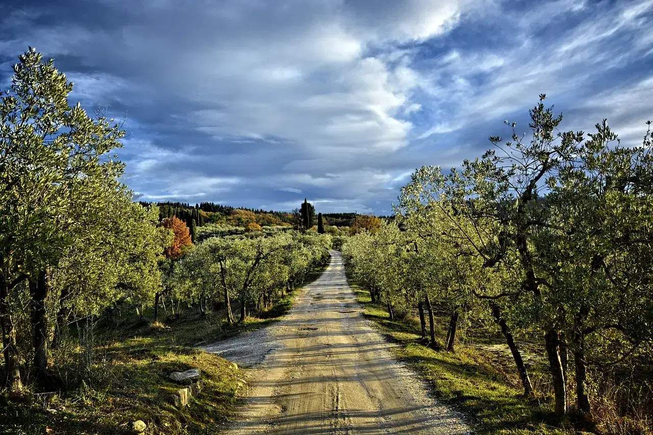 Strada sterrata fiancheggiata da ulivi, con colline sullo sfondo. Un invito a percorrere la via Romea Sanese.