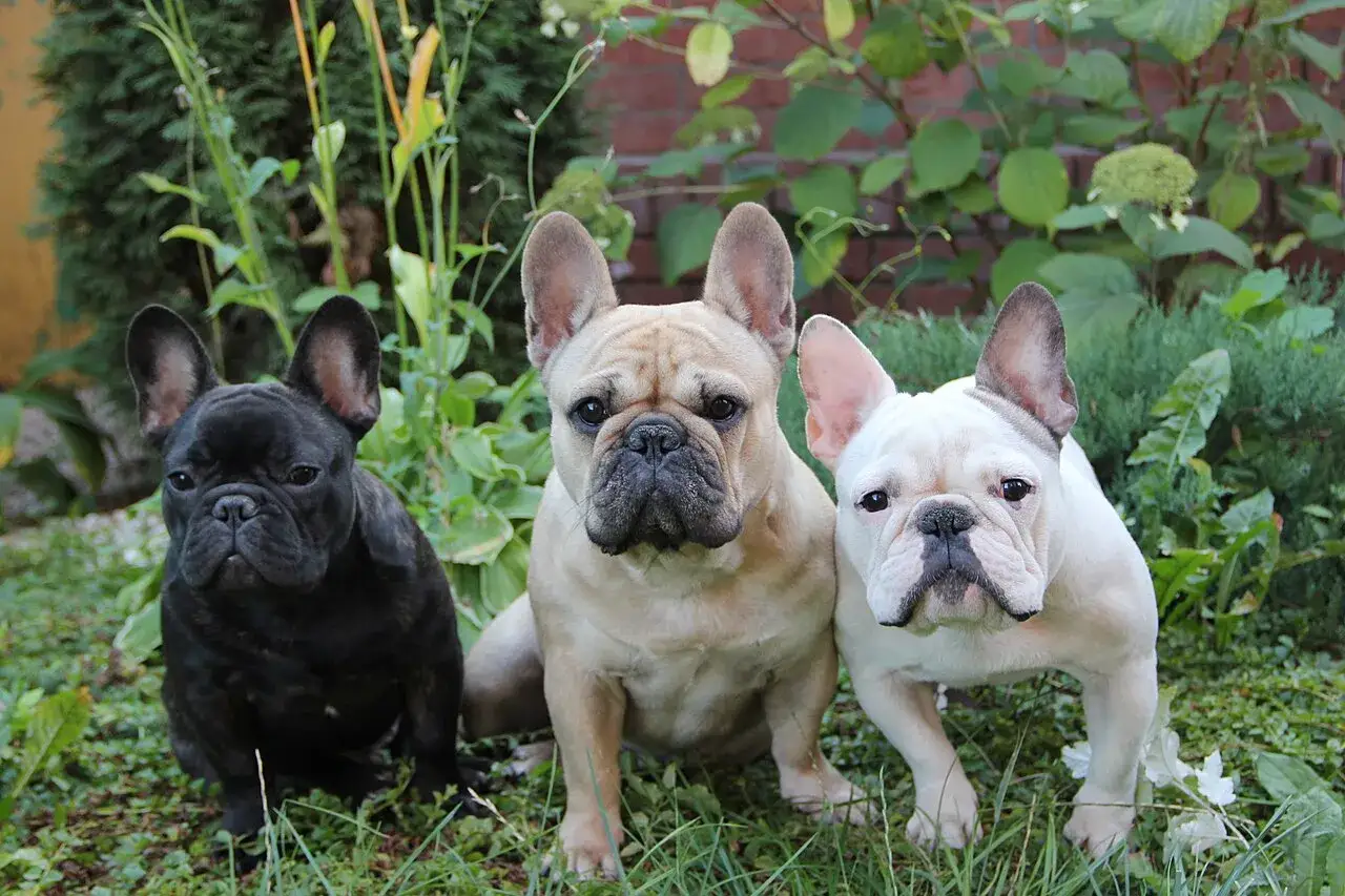 Tres adorables perros franceses, uno negro, uno beige y uno blanco, posan juntos en un jard&iacute;n verde.
