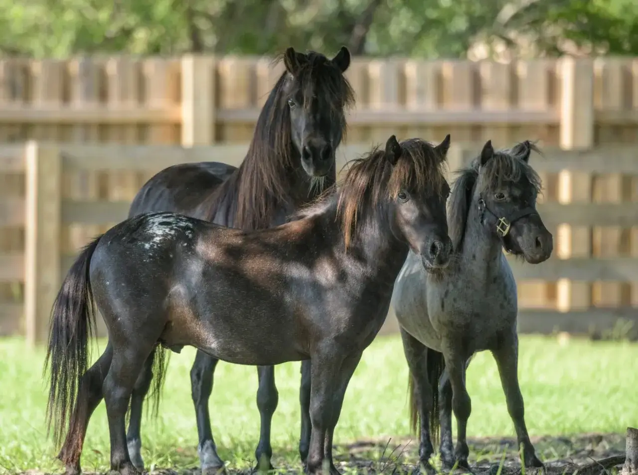 Trois mini chevaux noirs et gris se tiennent dans un pré, avec une clôture en bois en arrière-plan.