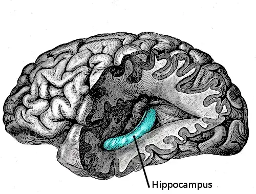 witamina D budowa chemiczna mózg neurony