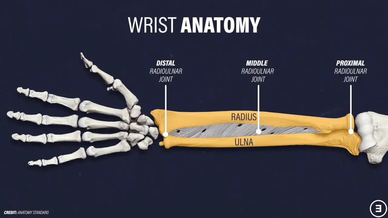 Anatomie du poignet, montrant le radius et l'ulna. Une douleur ext&eacute;rieur poignet peut &ecirc;tre li&eacute;e &agrave; ces articulations.