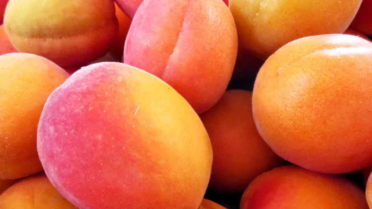 Ein Haufen reifer Marillen, leuchtend orange und rosa, verlocken zum Reinbei&szlig;en. Was sind Marillen? S&uuml;&szlig;e, saftige Fr&uuml;chte des Sommers.