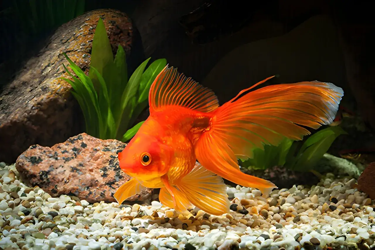 En vacker, **fancy goldfish** simmar i ett akvarium med stenar och gr&ouml;na v&auml;xter.