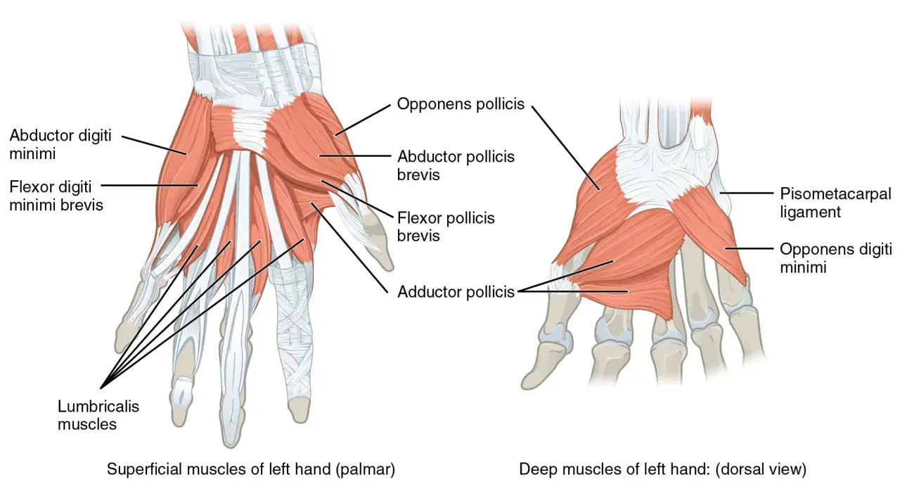 Illustration av vänster hand, ytliga muskler (palmar) och djupa muskler (dorsal). Visar muskler som abductor digiti minimi och flexor pollicis brevis, bra för att förstå en stukad handled utan svullnad.