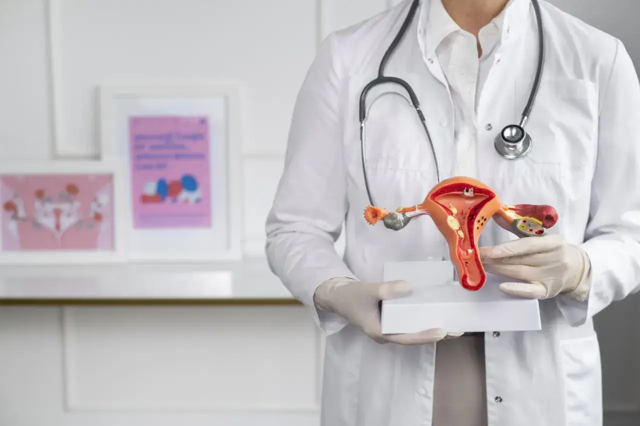Lekarz prezentuje model narządów rodnych, omawiając grubość endometrium normy.