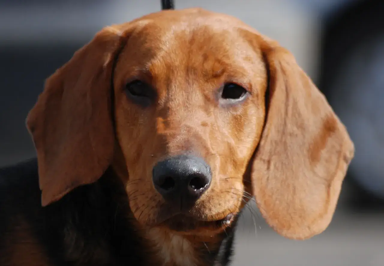 En brun hund med l&aring;nga &ouml;ron, en av de kortdrivande hundraserna, tittar fram&aring;t.