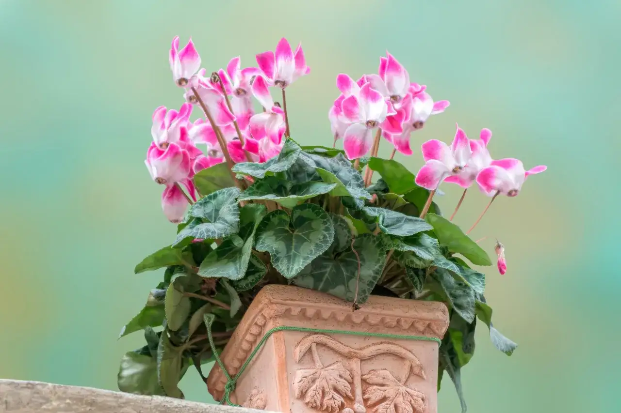 Un vaso di terracotta con un ciclamino dai fiori rosa e bianchi. La cura del ciclamino &egrave; fondamentale per la sua fioritura.