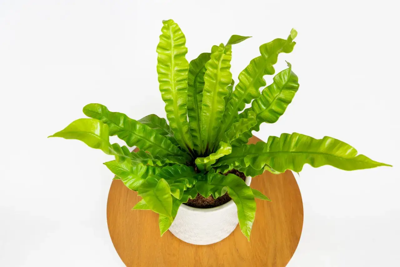 Paproć Asplenium Crispy Wave w białej doniczce na drewnianej podstawce. Jej faliste, zielone liście tworzą gęstą rozetę.