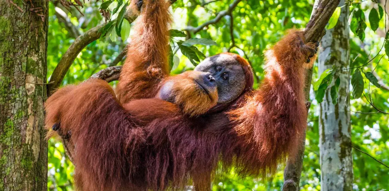 Ein Orang-Utan h&auml;ngt entspannt in einem Baum. Ein toller Anblick f&uuml;r Borneo Reisetipps!