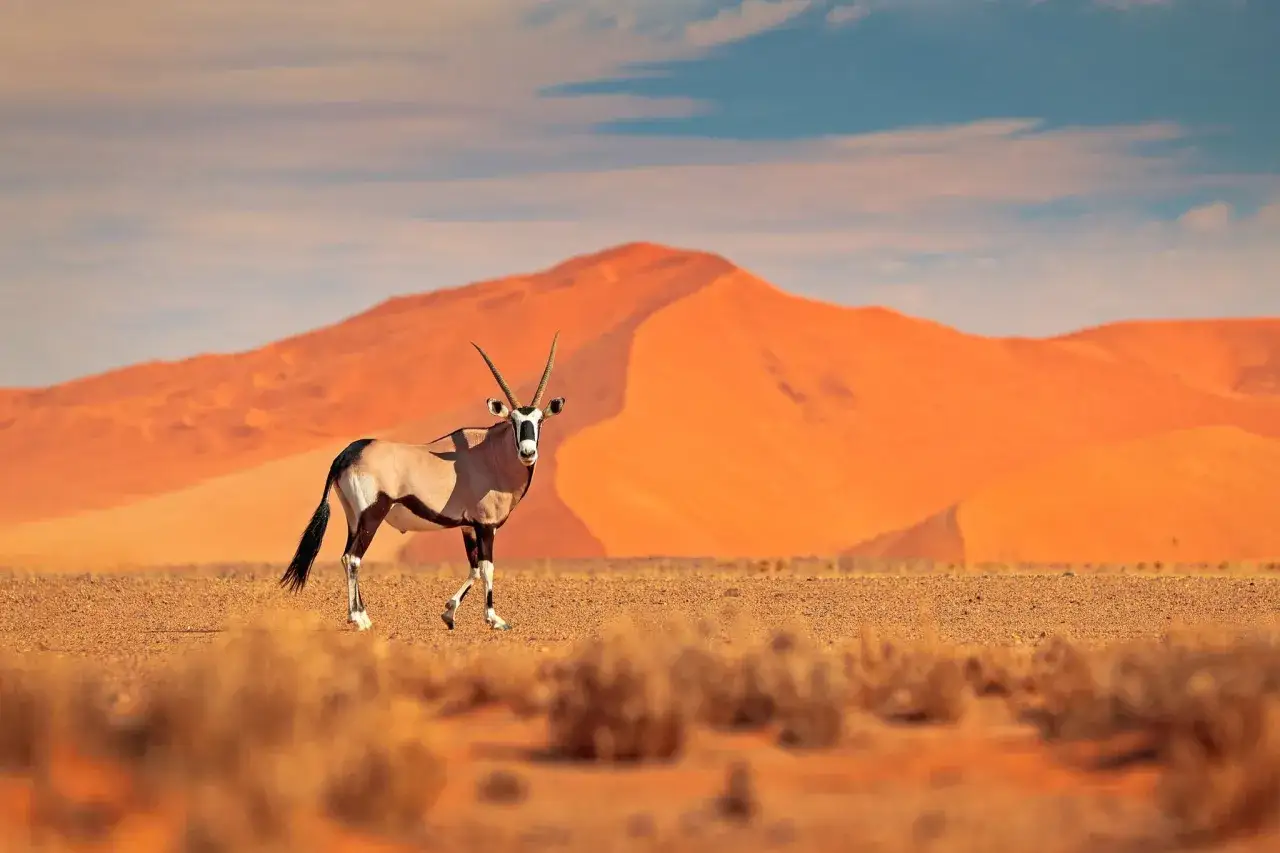 Oryks na tle pomarańczowych wydm Namibii. Niezapomniana wycieczka do Namibii, gdzie można podziwiać dziką przyrodę.