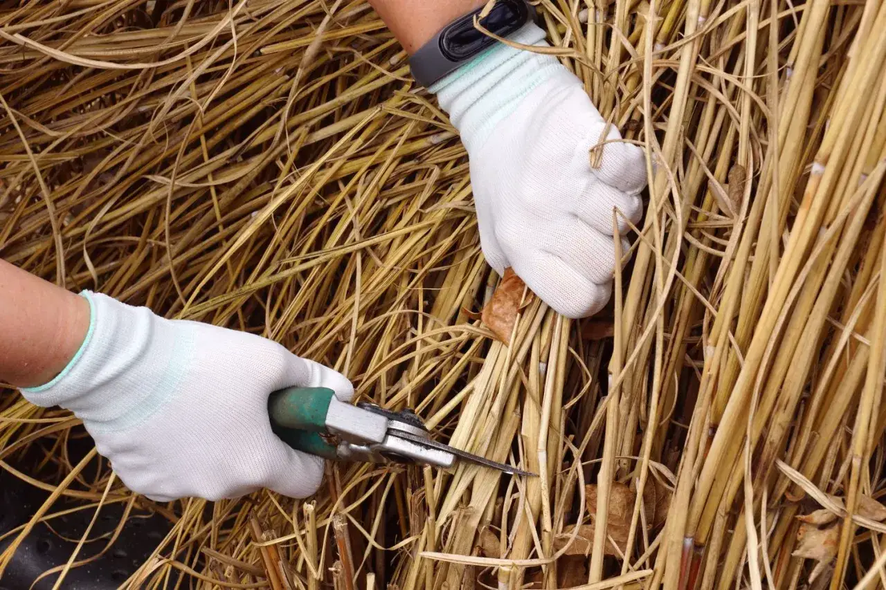 H&auml;nde mit Handschuhen schneiden Chinaschilf mit einer Gartenschere.