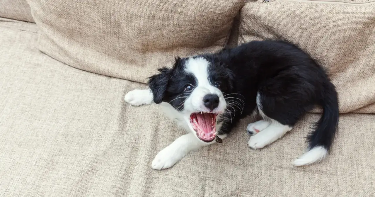 Szczeniak border collie leży na kanapie, otwiera pyszczek i szczeka bez powodu, wyglądając na bardzo podekscytowanego.