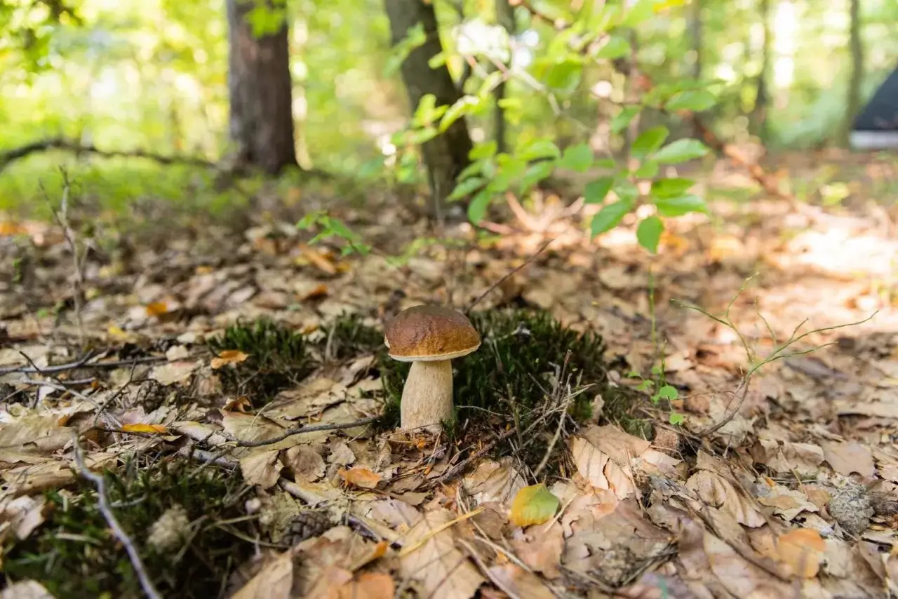 Piękny borowik w jesiennym lesie, idealne miejsce, gdzie na grzyby. Liście, mech i słońce tworzą magiczną scenerię.