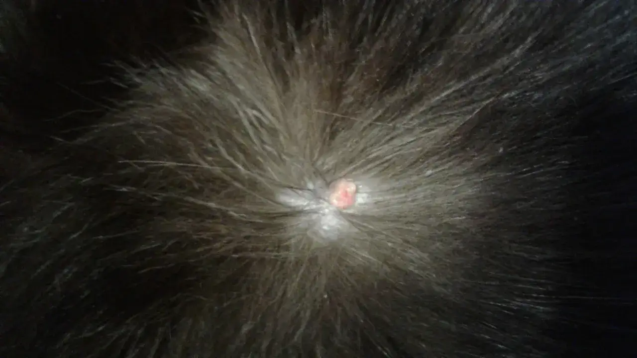 Primer plano de un peque&ntilde;o bulto rosado en la piel de un gato, posiblemente una de las verrugas en gatos.