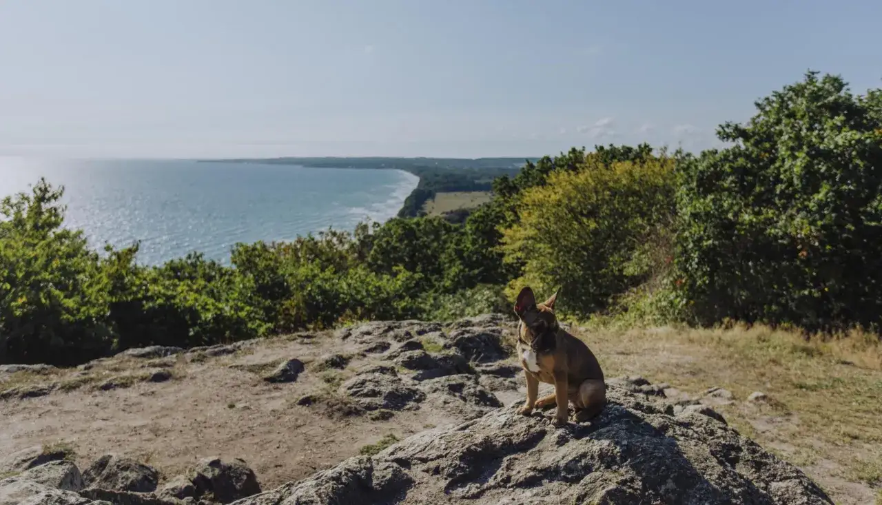 En brun hund sitter på ett stens huvud med havet och en kustlinje i bakgrunden.