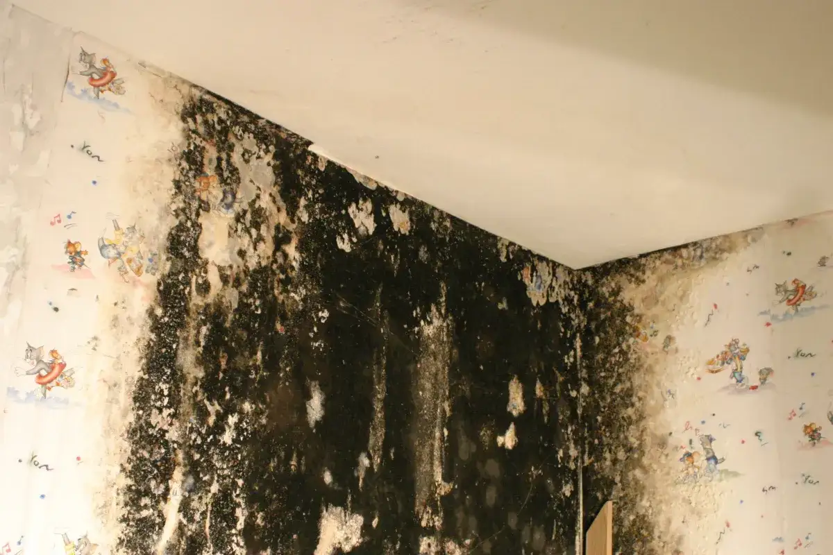 Schimmelbefall an der Wand, Tapete mit Comicfiguren löst sich. Ein Fall für den **Putz gegen Schimmel**.