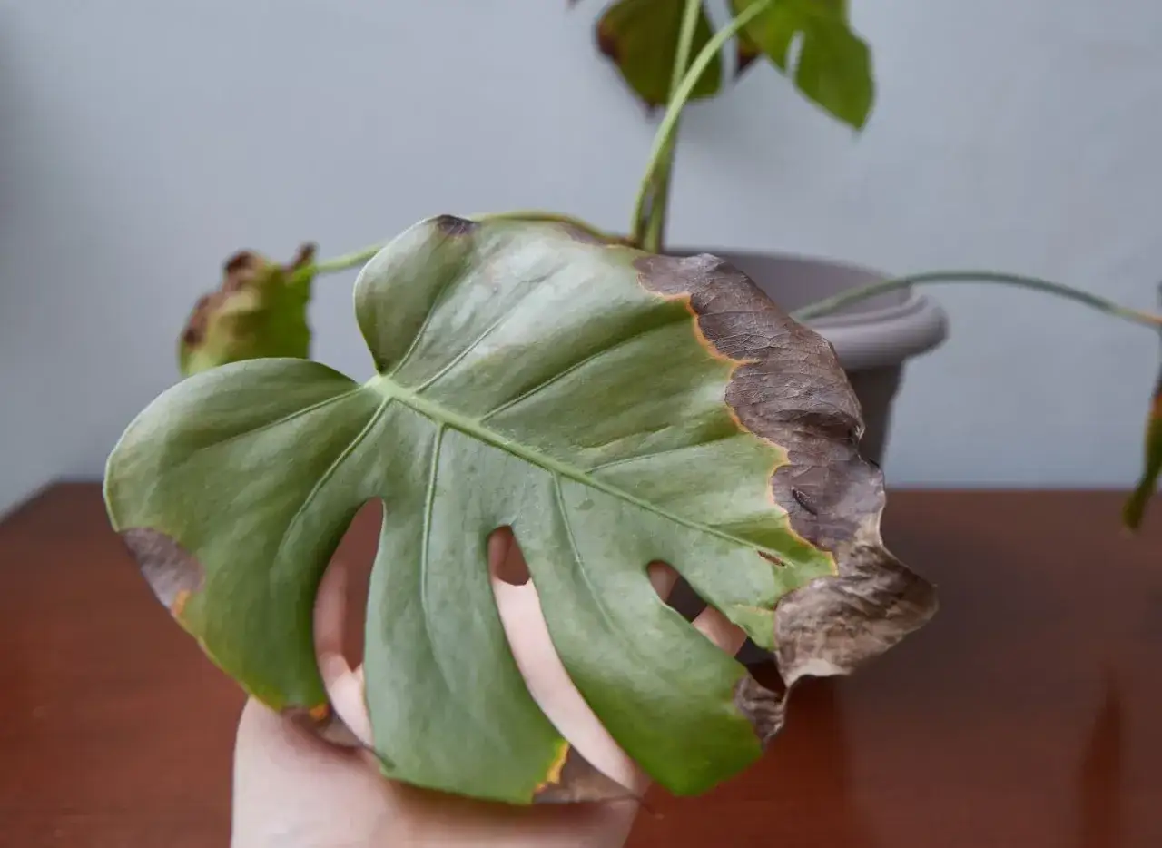 Monstera z brązowymi, suchymi brzegami liści, przypominającymi czarne plamy. Liść jest zielony, z charakterystycznymi otworami.