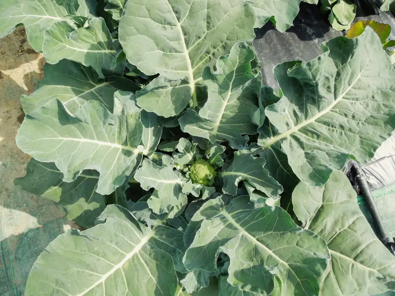 Un giovane cavolo verza con foglie verdi e carnose si apre verso il cielo, mostrando il suo piccolo cuore verde.