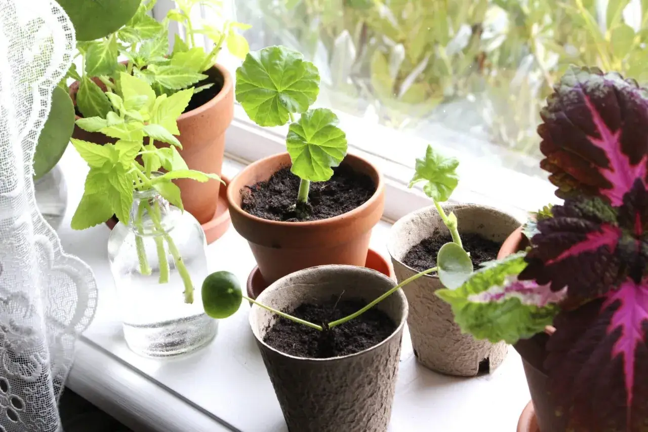 Sm&aring; plantor i krukor p&aring; en f&ouml;nsterbr&auml;da, redo att ta sticklingar. En gr&ouml;n lime ligger bredvid en kruka.