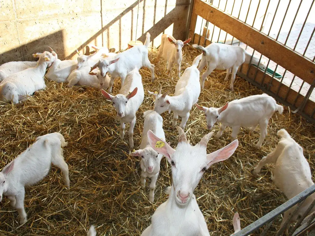 Eine Gruppe weißer Zwergziegen liegt und steht auf Stroh in einem Stall.