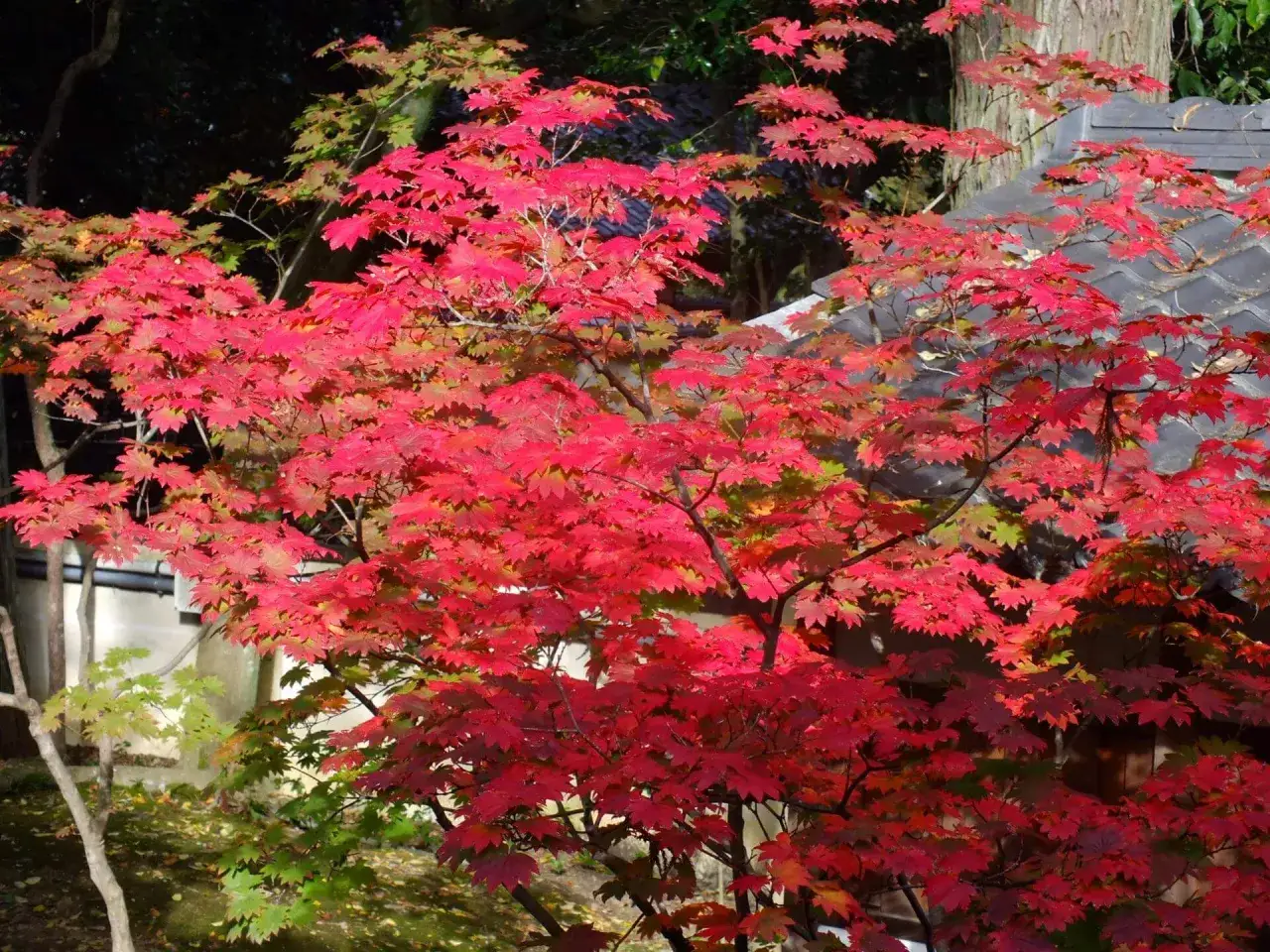 Ein japanischer Ahorn leuchtet in leuchtendem Rot vor einem traditionellen Dach. Die Herbstblätter bilden ein farbenprächtiges Schauspiel.