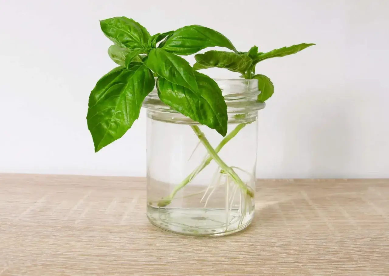 Des tiges de basilic aux racines blanches dans un bocal d'eau, une m&eacute;thode simple pour comment conserver le basilic frais.