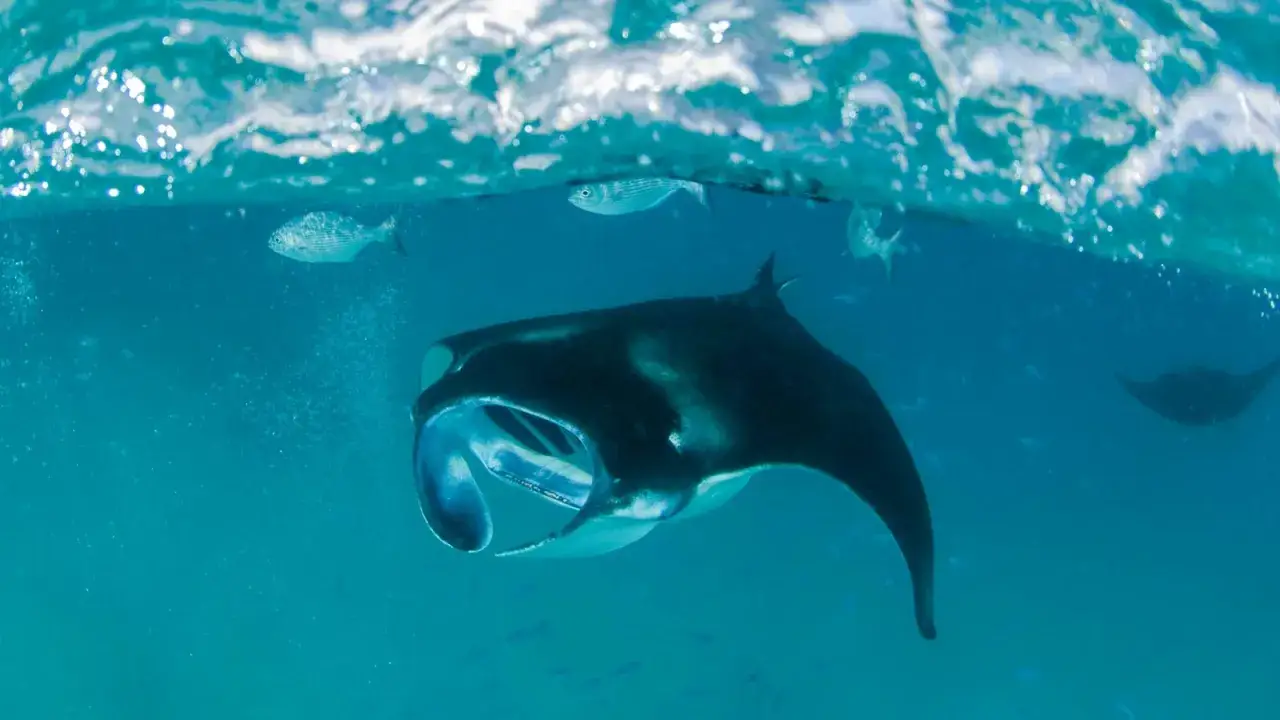 Majest&auml;tische Mantarochen und kleine Fische schwimmen unter der Wasseroberfl&auml;che der Malediven.